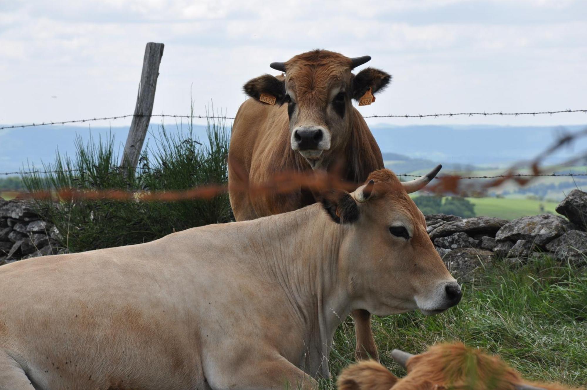 Saint-Chély-dʼAubrac Chambres D'Hotes Le Lepadou-Bas المظهر الخارجي الصورة